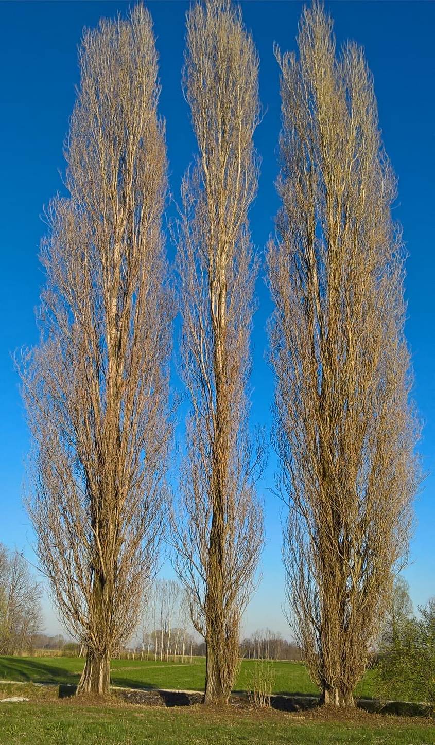 Bassa Friuli trees