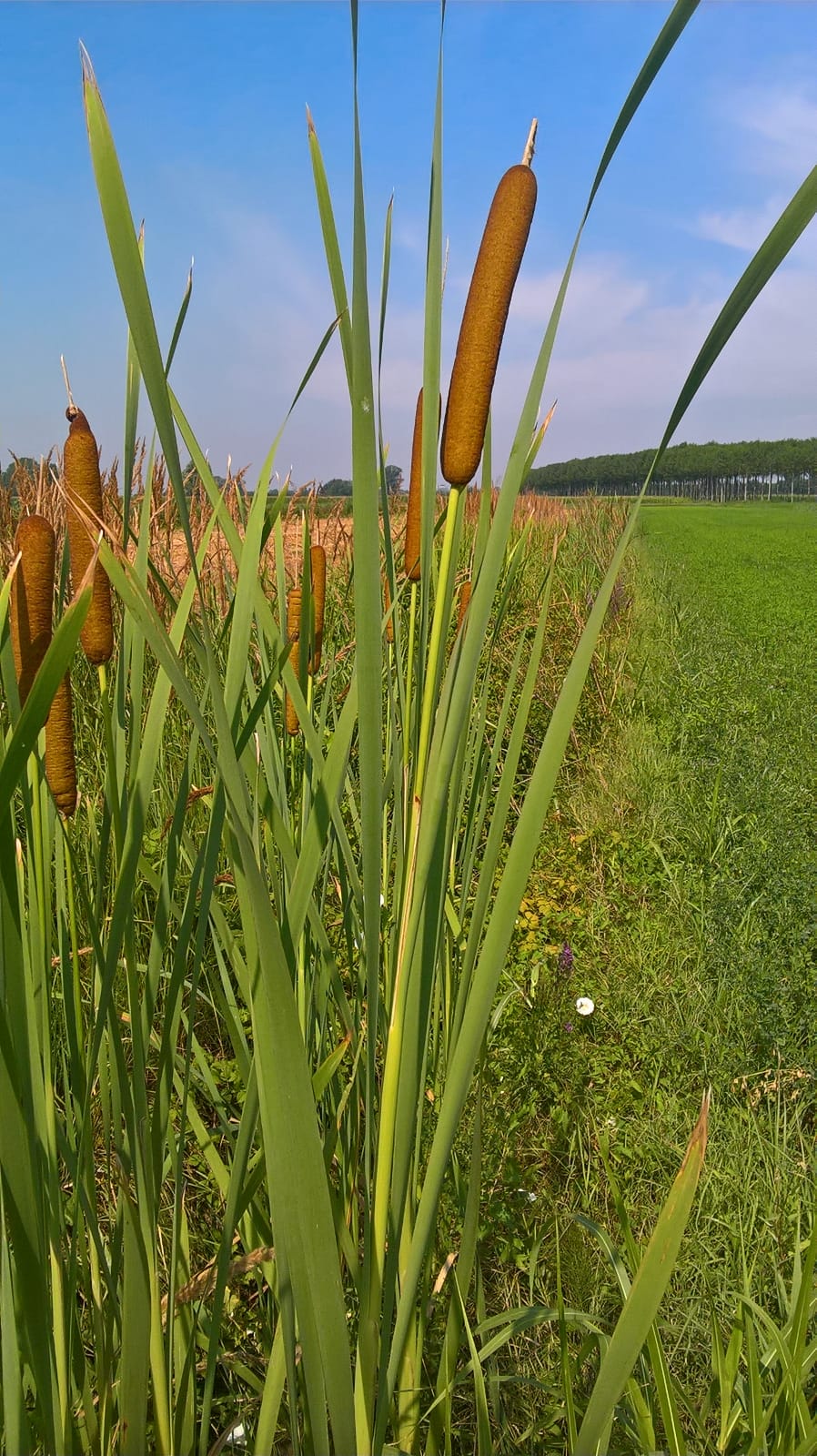 Reeds in bassa Friuli field